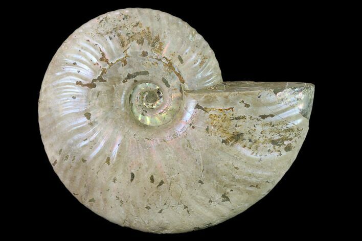 Silver Iridescent Ammonite (Cleoniceras) Fossil - Madagascar #137392